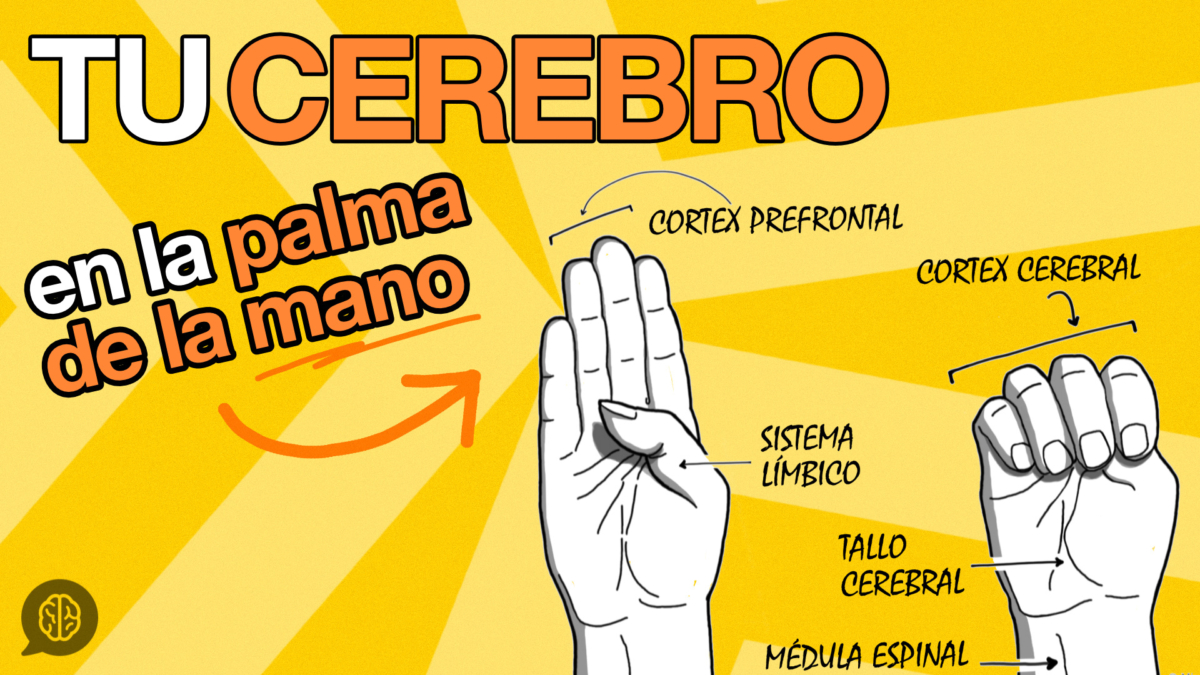 cerebro en la palma de la mano
